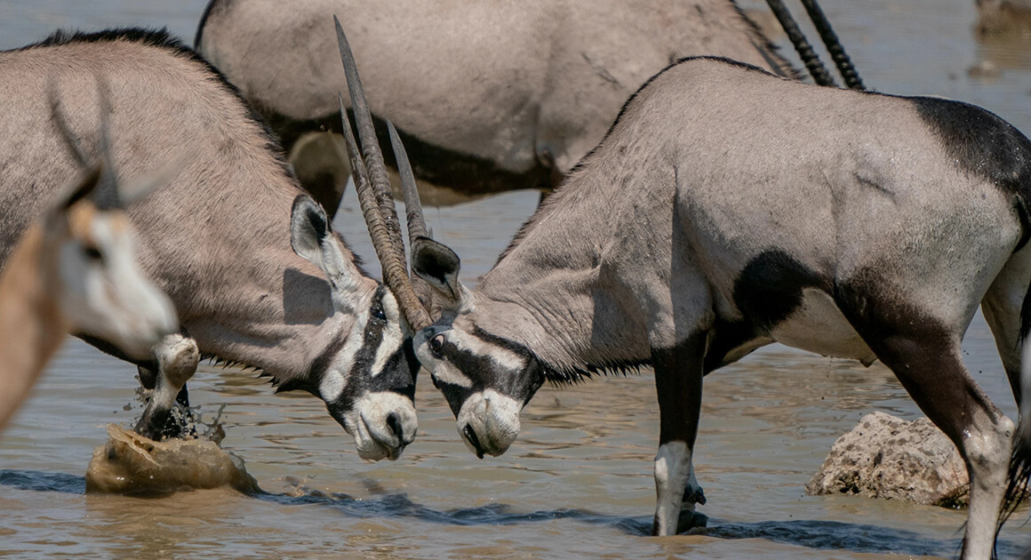 Beharangozó: Konfliktusok